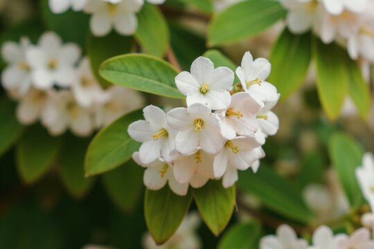 Cluster of white Abelia grandiflora flowers with glossy green leaves. Delicate petals unfurl, revealing yellow stamens. Blooming bush in natural outdoor garden setting, summertime.