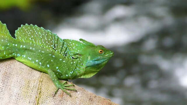Bright Green Basilisk Lizard with Spotted Crest near Flowing Tropical Stream, close up wildlife video.