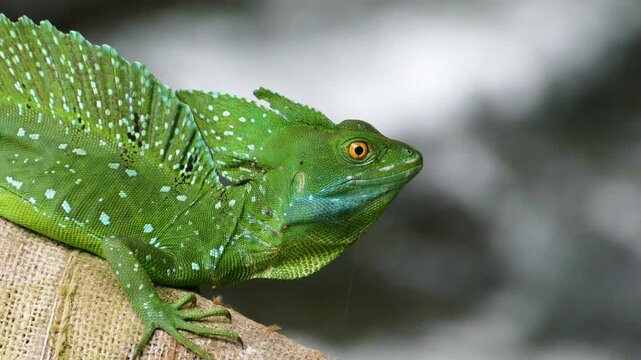Green Crested Basilisk Lizard with orange eyes beside Jungle Stream, detailed wildlife portrait video.
