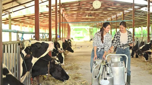 Two female farm workers inspect dairy cows inside a barn, pointing and discussing while transporting milk cans,