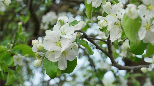 Apple tree blossoms showing reproductive organs for biological research. Fruit plant biology and botanical selection. Spring season floral anatomy with petals and pollen on branch.