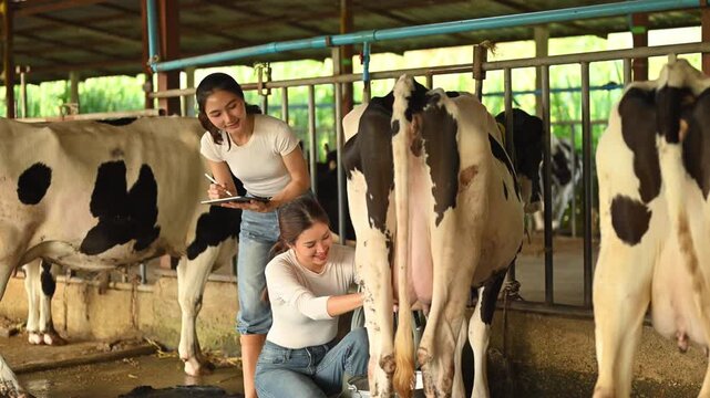 Dairy workers inspecting cow udder and recording data during milking process