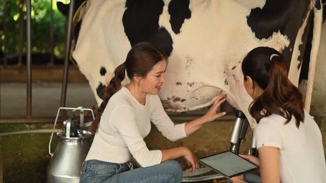 Dairy workers inspecting cow udder and recording data during milking process