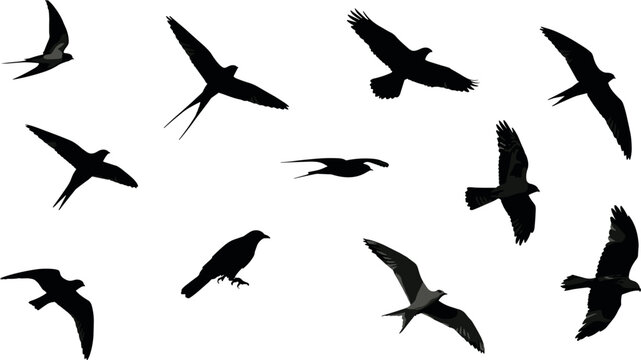 Black flying bird silhouette collection with swallows crows and raptors for wildlife nature design projects