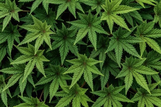 Green leaves of witchweed Mikania glomerata plant form natural background pattern. Serrated edges detail of foliage, jungle vegetation close-up. Organic flora texture.