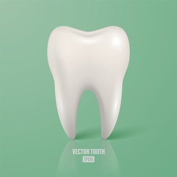 Vector 3d White Tooth on Green Background. Realistic Tooth, Healthy Tooth, Dental Tooth Design for Dentistry, Dental Care, Oral Health, Dentist Clinic, Medical Poster, Hygiene and Healthcare Concept