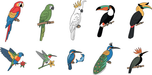 Colorful exotic bird icon collection with parrots toucans cockatoo hummingbirds and kingfishers for wildlife design projects © MDNUR