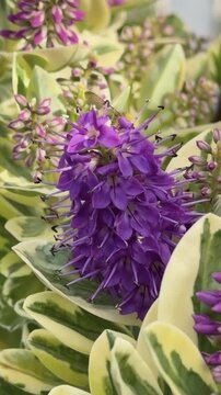 Bumblebee gathering pollen on vivid violet hebe shrub blossoms