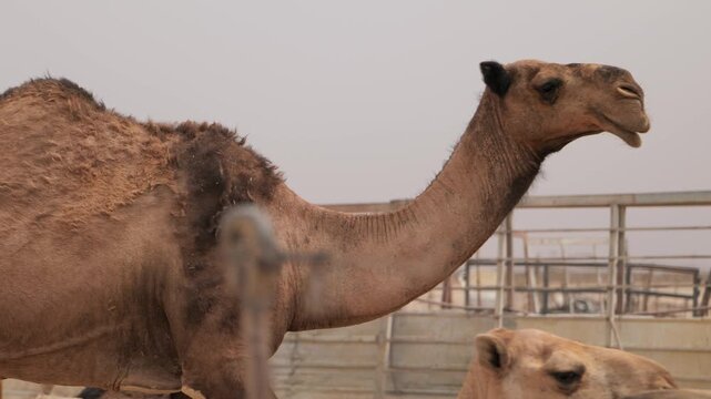 Dromedary camels standing in a fenced enclosure within the Al-Jouf region of Saudi Arabia under hazy skies