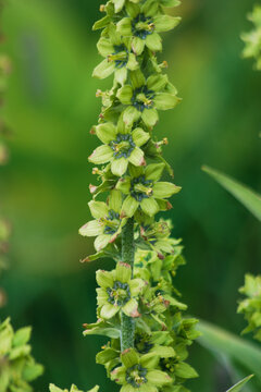 Blooming of Veratrum, commonly known as False hellebore. 