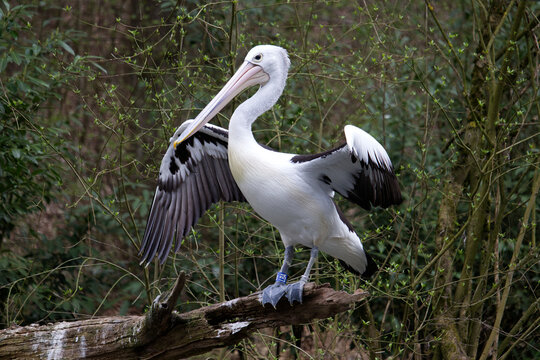 Pelican spreading wings while perched on tree branch