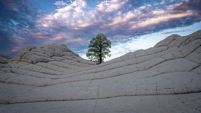 Lone pine tree growing between white sandstone brain rock formations at dusk