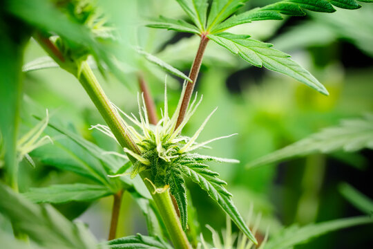 Macro shot of Northern Light cannabis axillary buds and secondary flowers developing at the nodes, showing white pistils and young trichomes