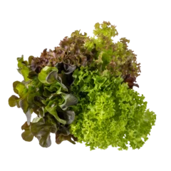 Fresh organic three color lettuce salad bunch of plants top view isolated on white. Red oak leaf salad, Lollo Rosso and Lollo Bionda lettuce in bunch. Kitchen herbs collection. © BarTa