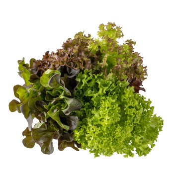 Fresh organic three color lettuce salad bunch of plants top view isolated on white. Red oak leaf salad, Lollo Rosso and Lollo Bionda lettuce in bunch. Kitchen herbs collection.