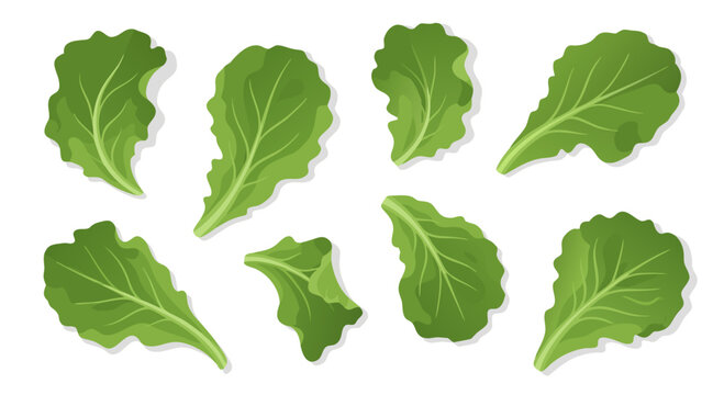 Green lettuce leaves scattered on white background surface
