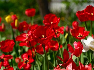 Fototapeta premium Vibrant red tulips blooming in a spring garden.