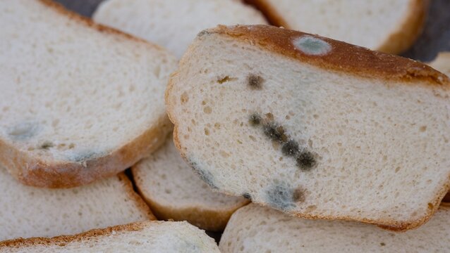 Slices of white bread are covered in spots of green and black mold.