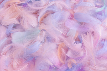 Fototapeta premium Colorful feather background, top view.