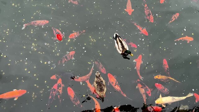 Colorful koi carp and a pair of mallard ducks swim in the pond.  Coins are scattered on the pond bottom.