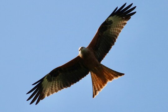 Wildlife