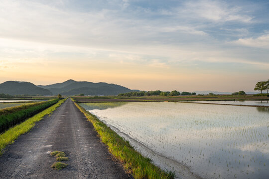 Evening reflection of rice fields in rural Omi, Shiga Japan