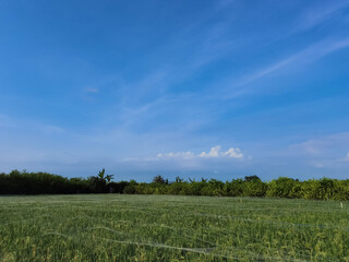 Fototapeta premium Rice field covered with protective netting against birds – modern farming technique