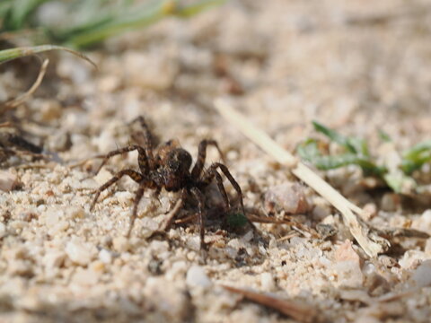 Una ara&ntilde;a de la familia Lycosidae se desplaza sobre suelo arenoso. Destaca por su coloraci&oacute;n cr&iacute;ptica en tonos marrones y grises, patas robustas y un patr&oacute;n de marcas oscuras en el cefalot&oacute;rax.