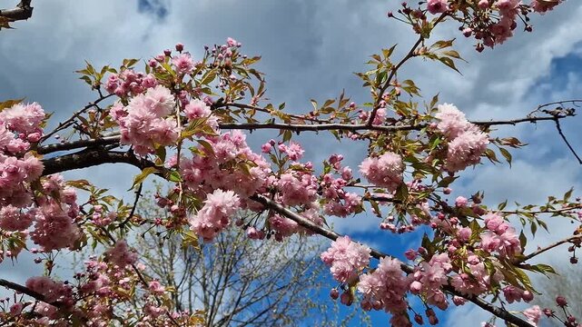 Branches of blooming cherry (sakura) with pink double flowers. Bottom up view on a background of blue sky with clouds, windy day. Spring landscape with blooming tree branches. Flowers with selective f