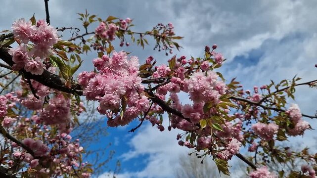 Branches of blooming cherry (sakura) with pink double flowers. Bottom up view on a background of blue sky with clouds, windy day. Spring landscape with blooming tree branches. Flowers with selective f