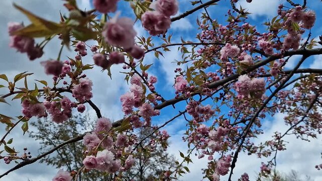 Branches of blooming cherry (sakura) with pink double flowers. Bottom up view on a background of blue sky with clouds, windy day. Spring landscape with blooming tree branches. Flowers with selective f