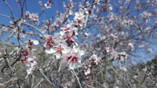 White and pink almond tree flowers blooming on a sunny spring day. Delicate petals on bare branches against a clear blue sky in Gran Canaria