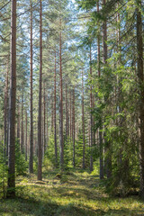 Fototapeta premium Magical fariytale forest. Forest covered of green moss. Forest therapy and stress relief.