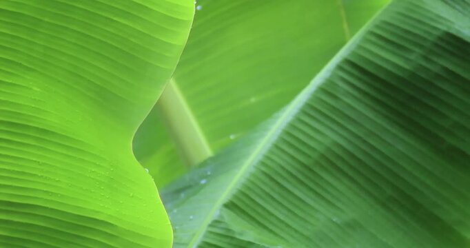 Light rain falling on green banana leaves in close-up, tropical nature scene with freshness, moisture and rainy season atmosphere