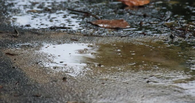 Raindrops falling into wet ground, rainy season atmosphere, nature, moisture and weather background in a close-up scene