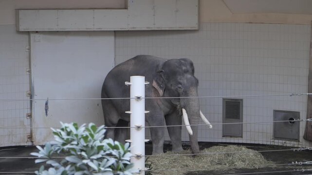 Large Asian Elephant with Prominent Tusks Eating Hay Inside a Zoo Enclosure in Munich Germany