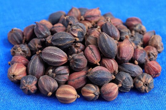 Dried Jatropha Seeds for Biodiesel