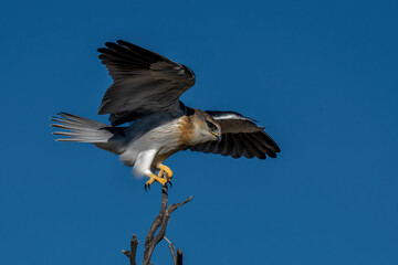 Obraz premium Black-shouldered kite (Elanus axillaris) on a branch in the desert of the Kgalagadi Transfrontier Park, part of the Kalahari desert, in South Africa