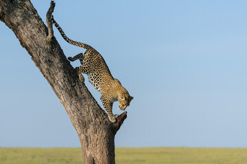 Leopard (Panthera pardus) coming out a Tree with a Reedbuck Prey in the Masai Mara National Reserve, Kenya © henk bogaard
