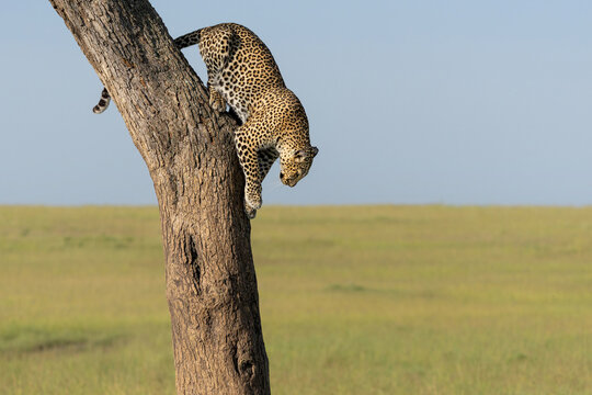 Leopard (Panthera pardus) coming out a Tree with a Reedbuck Prey in the Masai Mara National Reserve, Kenya