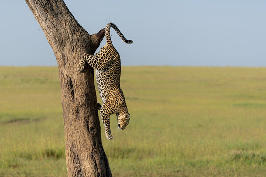 Leopard (Panthera pardus) coming out a Tree with a Reedbuck Prey in the Masai Mara National Reserve, Kenya