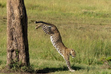 Leopard (Panthera pardus) coming out a Tree with a Reedbuck Prey in the Masai Mara National Reserve, Kenya © henk bogaard
