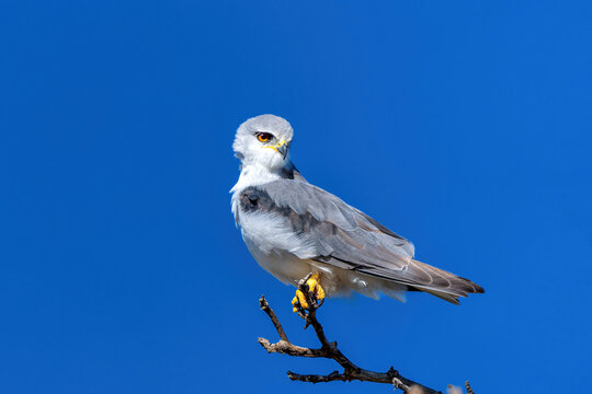Black-shouldered kite (Elanus axillaris) on a branch in the desert of the Kgalagadi Transfrontier Park, part of the Kalahari desert, in South Africa