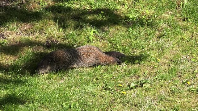Adorable wild groundhog, or woodchuck, walking in the shade on a green lawn on a sunny spring day