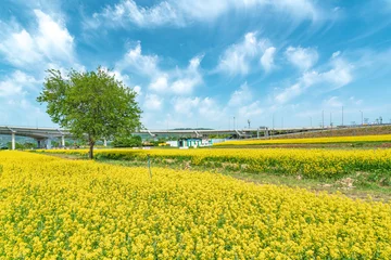 Fototapeten Seoel Seoul, South Korea - May. 10, 2026 : Vast Yellow Canola Flower Field under Blue Sky with Wispy Clouds at Guri Hangang Park, South Korea  © SEUNGJIN