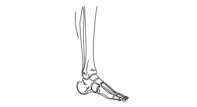 Anatomical illustration of the human foot and ankle bones, line drawing