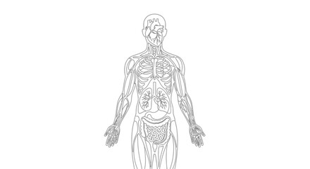 Obraz premium Human Anatomy Outline: Circulatory, Respiratory, Digestive, and Skeletal Systems