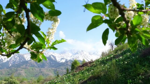 Spring landscape in Almaty mountains with blooming wild cherry branches swaying in the wind. Natural background for travel, ecology, and lifestyle content with copy space for text.