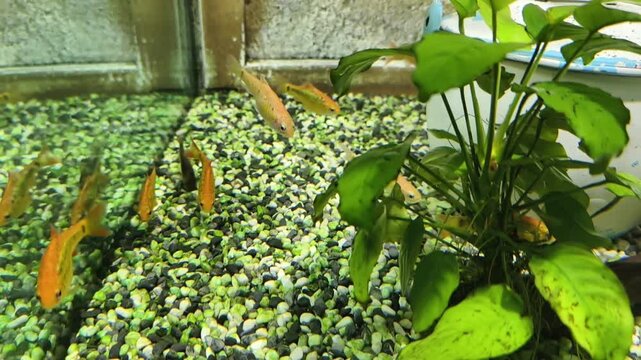 Group of Gold Barb (Barbodes semifasciolatus) an  orange and yellow fish with dark vertical markings swimming in a vibrant aquarium. 