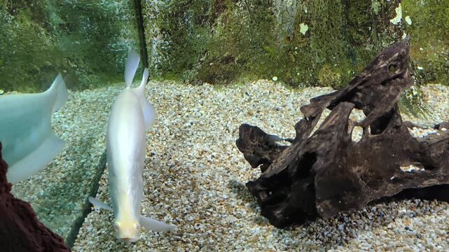 Sleek albino clown knifefish with elongated, laterally compressed body and reflective surface, gliding through an aquarium with textured rocks and gravel substrate. 